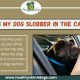 Why Does My Dog Slobber So Much In The Car | My Caring Dog – Tips, Stories, and Care Guides for Loving Pet Owners