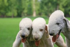 Best DFOGS Problem-Solving for Car Dogs My Caring Dog – Tips, Stories, and Care Guides for Loving Pet Owners Best DFOGS Problem-Solving for Car Dogs | My Caring Dog – Tips, Stories, and Care Guides for Loving Pet Owners