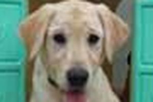 Best Dog Day Care in New Orleans: Top Centers My Caring Dog – Tips, Stories, and Care Guides for Loving Pet Owners Best Dog Day Care in New Orleans: Top Centers | My Caring Dog – Tips, Stories, and Care Guides for Loving Pet Owners