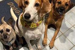 Top Dog Day Care in Morgan Hill, CA My Caring Dog – Tips, Stories, and Care Guides for Loving Pet Owners Top Dog Day Care in Morgan Hill, CA | My Caring Dog – Tips, Stories, and Care Guides for Loving Pet Owners