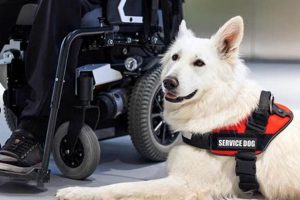 Top Mobility Service Dog Breeds: A Guide My Caring Dog – Tips, Stories, and Care Guides for Loving Pet Owners Top Mobility Service Dog Breeds: A Guide | My Caring Dog – Tips, Stories, and Care Guides for Loving Pet Owners