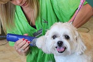 Tender Care Dog Grooming My Caring Dog – Tips, Stories, and Care Guides for Loving Pet Owners Tender Care Dog Grooming | My Caring Dog – Tips, Stories, and Care Guides for Loving Pet Owners