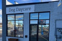 Best Dog Day Care in DeKalb IL: Top Choices My Caring Dog – Tips, Stories, and Care Guides for Loving Pet Owners Best Dog Day Care in DeKalb IL: Top Choices | My Caring Dog – Tips, Stories, and Care Guides for Loving Pet Owners