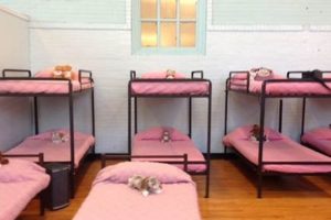 Best Shelters in St. Louis, MO: Find Help My Caring Dog – Tips, Stories, and Care Guides for Loving Pet Owners Best Shelters in St. Louis, MO: Find Help | My Caring Dog – Tips, Stories, and Care Guides for Loving Pet Owners