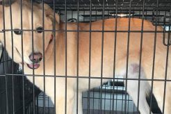 Best Care Dog Training in Carpentersville, IL My Caring Dog – Tips, Stories, and Care Guides for Loving Pet Owners Best Care Dog Training in Carpentersville, IL | My Caring Dog – Tips, Stories, and Care Guides for Loving Pet Owners