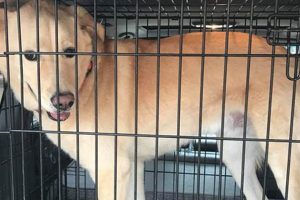 Best Care Dog Training in Carpentersville, IL My Caring Dog – Tips, Stories, and Care Guides for Loving Pet Owners Best Care Dog Training in Carpentersville, IL | My Caring Dog – Tips, Stories, and Care Guides for Loving Pet Owners