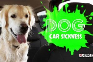 Best Remedies for Dog Car Sickness & Prevention My Caring Dog – Tips, Stories, and Care Guides for Loving Pet Owners Best Remedies for Dog Car Sickness & Prevention | My Caring Dog – Tips, Stories, and Care Guides for Loving Pet Owners