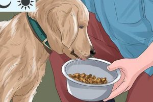 Ultimate Guide: How to Take Care of a Dog (WikiHow Tips) My Caring Dog – Tips, Stories, and Care Guides for Loving Pet Owners Ultimate Guide: How to Take Care of a Dog (WikiHow Tips) | My Caring Dog – Tips, Stories, and Care Guides for Loving Pet Owners
