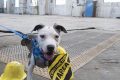 Best Animal Rescue St. Louis Centers My Caring Dog – Tips, Stories, and Care Guides for Loving Pet Owners Best Animal Rescue St. Louis Centers | My Caring Dog – Tips, Stories, and Care Guides for Loving Pet Owners