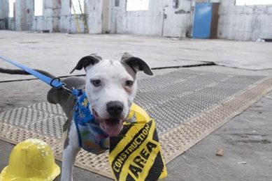 Best Animal Rescue St. Louis Centers My Caring Dog – Tips, Stories, and Care Guides for Loving Pet Owners Best Animal Rescue St. Louis Centers | My Caring Dog – Tips, Stories, and Care Guides for Loving Pet Owners