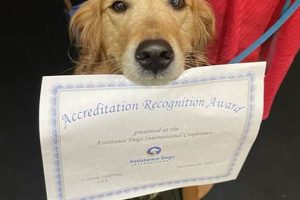 ADI Service Dog Training & Certification My Caring Dog – Tips, Stories, and Care Guides for Loving Pet Owners ADI Service Dog Training & Certification | My Caring Dog – Tips, Stories, and Care Guides for Loving Pet Owners