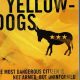 Top Black & Yellow Car Dogs: Breeds & Care | My Caring Dog – Tips, Stories, and Care Guides for Loving Pet Owners