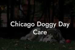Top Chicago Dog Day Care Centers My Caring Dog – Tips, Stories, and Care Guides for Loving Pet Owners Top Chicago Dog Day Care Centers | My Caring Dog – Tips, Stories, and Care Guides for Loving Pet Owners