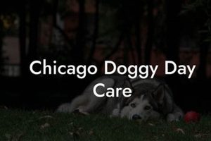 Top Chicago Dog Day Care Centers My Caring Dog – Tips, Stories, and Care Guides for Loving Pet Owners Top Chicago Dog Day Care Centers | My Caring Dog – Tips, Stories, and Care Guides for Loving Pet Owners