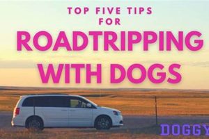Ultimate Guide: Dog Car Rides (Long Trips) My Caring Dog – Tips, Stories, and Care Guides for Loving Pet Owners Ultimate Guide: Dog Car Rides (Long Trips) | My Caring Dog – Tips, Stories, and Care Guides for Loving Pet Owners