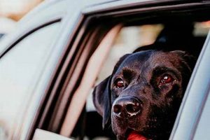 Dog Panting in Cars: Causes & Solutions My Caring Dog – Tips, Stories, and Care Guides for Loving Pet Owners Dog Panting in Cars: Causes & Solutions | My Caring Dog – Tips, Stories, and Care Guides for Loving Pet Owners