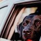 Dog Panting in Cars: Causes & Solutions | My Caring Dog – Tips, Stories, and Care Guides for Loving Pet Owners
