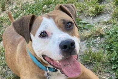 Adopt Dogs in Virginia Beach Animal Care Center My Caring Dog – Tips, Stories, and Care Guides for Loving Pet Owners Adopt Dogs in Virginia Beach Animal Care Center | My Caring Dog – Tips, Stories, and Care Guides for Loving Pet Owners