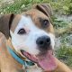 Adopt Dogs in Virginia Beach Animal Care Center | My Caring Dog – Tips, Stories, and Care Guides for Loving Pet Owners