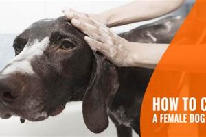 How To Take Care Of Female Dog In Heat My Caring Dog – Tips, Stories, and Care Guides for Loving Pet Owners How To Take Care Of Female Dog In Heat | My Caring Dog – Tips, Stories, and Care Guides for Loving Pet Owners