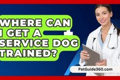 Find & Train Service Dogs: Expert Guidance My Caring Dog – Tips, Stories, and Care Guides for Loving Pet Owners Find & Train Service Dogs: Expert Guidance | My Caring Dog – Tips, Stories, and Care Guides for Loving Pet Owners