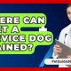 Find & Train Service Dogs: Expert Guidance | My Caring Dog – Tips, Stories, and Care Guides for Loving Pet Owners