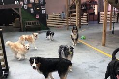 Best Dog Lover Day Care | Top Doggy Care My Caring Dog – Tips, Stories, and Care Guides for Loving Pet Owners Best Dog Lover Day Care | Top Doggy Care | My Caring Dog – Tips, Stories, and Care Guides for Loving Pet Owners