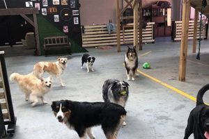 Best Dog Lover Day Care | Top Doggy Care My Caring Dog – Tips, Stories, and Care Guides for Loving Pet Owners Best Dog Lover Day Care | Top Doggy Care | My Caring Dog – Tips, Stories, and Care Guides for Loving Pet Owners