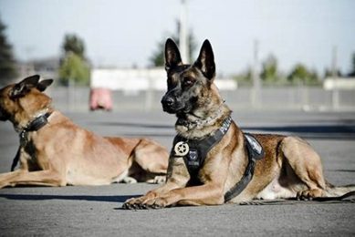 Top K 9 Dogs for Car Protection & Safety My Caring Dog – Tips, Stories, and Care Guides for Loving Pet Owners Top K 9 Dogs for Car Protection & Safety | My Caring Dog – Tips, Stories, and Care Guides for Loving Pet Owners