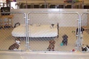 Dog Day Care Norman Ok | My Caring Dog – Tips, Stories, and Care Guides for Loving Pet Owners