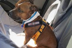 Best Roadie Dog Car Harness for Safe Travels My Caring Dog – Tips, Stories, and Care Guides for Loving Pet Owners Best Roadie Dog Car Harness for Safe Travels | My Caring Dog – Tips, Stories, and Care Guides for Loving Pet Owners