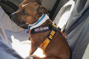 Best Roadie Dog Car Harness for Safe Travels My Caring Dog – Tips, Stories, and Care Guides for Loving Pet Owners Best Roadie Dog Car Harness for Safe Travels | My Caring Dog – Tips, Stories, and Care Guides for Loving Pet Owners