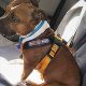 Best Roadie Dog Car Harness for Safe Travels | My Caring Dog – Tips, Stories, and Care Guides for Loving Pet Owners