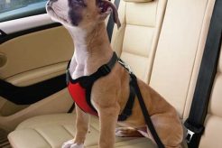 Best Dog Safety Harnesses for Car Travel My Caring Dog – Tips, Stories, and Care Guides for Loving Pet Owners Best Dog Safety Harnesses for Car Travel | My Caring Dog – Tips, Stories, and Care Guides for Loving Pet Owners