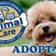 Adopt, Don't Shop: Greenville Dogs Need Homes | My Caring Dog – Tips, Stories, and Care Guides for Loving Pet Owners