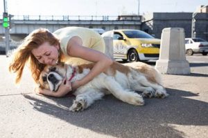 Help! My Dog Was Hit by a Car: Guide My Caring Dog – Tips, Stories, and Care Guides for Loving Pet Owners Help! My Dog Was Hit by a Car: Guide | My Caring Dog – Tips, Stories, and Care Guides for Loving Pet Owners
