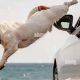 Why Dogs Jump Out Car Windows: Dangers & Prevention | My Caring Dog – Tips, Stories, and Care Guides for Loving Pet Owners