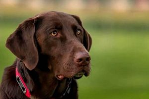 Best Chocolate Lab Service Dogs: A Guide My Caring Dog – Tips, Stories, and Care Guides for Loving Pet Owners Best Chocolate Lab Service Dogs: A Guide | My Caring Dog – Tips, Stories, and Care Guides for Loving Pet Owners