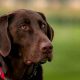Best Chocolate Lab Service Dogs: A Guide | My Caring Dog – Tips, Stories, and Care Guides for Loving Pet Owners