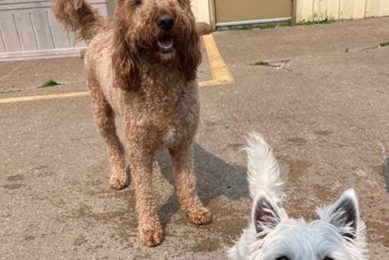 Learn to Speak Dog: Car Travel Tips & Tricks My Caring Dog – Tips, Stories, and Care Guides for Loving Pet Owners Learn to Speak Dog: Car Travel Tips & Tricks | My Caring Dog – Tips, Stories, and Care Guides for Loving Pet Owners
