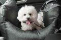 Funny Fuzzy Dog Car Seat Reviews My Caring Dog – Tips, Stories, and Care Guides for Loving Pet Owners Funny Fuzzy Dog Car Seat Reviews | My Caring Dog – Tips, Stories, and Care Guides for Loving Pet Owners