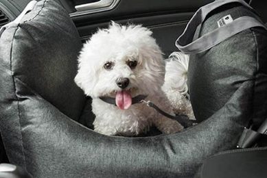 Funny Fuzzy Dog Car Seat Reviews My Caring Dog – Tips, Stories, and Care Guides for Loving Pet Owners Funny Fuzzy Dog Car Seat Reviews | My Caring Dog – Tips, Stories, and Care Guides for Loving Pet Owners
