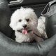 Funny Fuzzy Dog Car Seat Reviews | My Caring Dog – Tips, Stories, and Care Guides for Loving Pet Owners