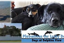 Top Dog Day Care in Galveston TX: Best Options My Caring Dog – Tips, Stories, and Care Guides for Loving Pet Owners Top Dog Day Care in Galveston TX: Best Options | My Caring Dog – Tips, Stories, and Care Guides for Loving Pet Owners