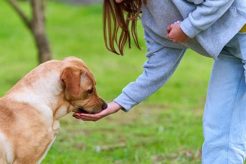 Service Dog Training Sacramento Ca My Caring Dog – Tips, Stories, and Care Guides for Loving Pet Owners Service Dog Training Sacramento Ca | My Caring Dog – Tips, Stories, and Care Guides for Loving Pet Owners