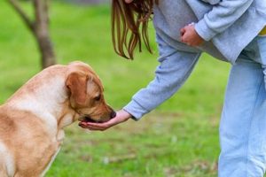 Service Dog Training Sacramento Ca My Caring Dog – Tips, Stories, and Care Guides for Loving Pet Owners Service Dog Training Sacramento Ca | My Caring Dog – Tips, Stories, and Care Guides for Loving Pet Owners