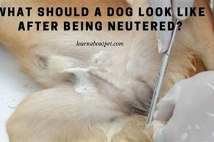 Dog Neutering Aftercare: Tips & Recovery Guide My Caring Dog – Tips, Stories, and Care Guides for Loving Pet Owners Dog Neutering Aftercare: Tips & Recovery Guide | My Caring Dog – Tips, Stories, and Care Guides for Loving Pet Owners