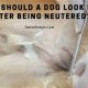 Dog Neutering Aftercare: Tips & Recovery Guide | My Caring Dog – Tips, Stories, and Care Guides for Loving Pet Owners