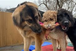 Best Dog Day Care in Salt Lake City, UT My Caring Dog – Tips, Stories, and Care Guides for Loving Pet Owners Best Dog Day Care in Salt Lake City, UT | My Caring Dog – Tips, Stories, and Care Guides for Loving Pet Owners