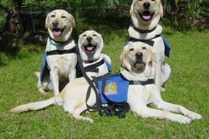 Best Service Dogs USA: Top Breeds & Training My Caring Dog – Tips, Stories, and Care Guides for Loving Pet Owners Best Service Dogs USA: Top Breeds & Training | My Caring Dog – Tips, Stories, and Care Guides for Loving Pet Owners